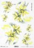 kwiat, ogród, łąka, wiosna, autorka grafiki Maria Kopeć, R912, flower, garden, meadow, spring, Blume, Garten, Wiese, Frühling, flor, jardín, prado, primavera 